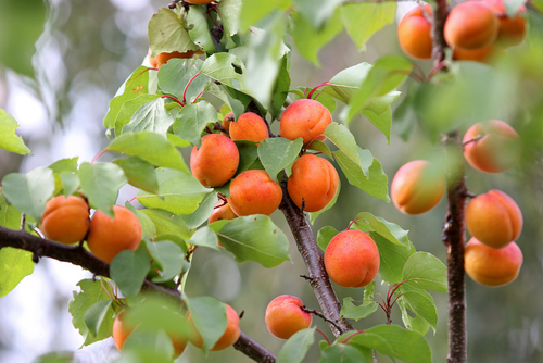 fruits-qualité