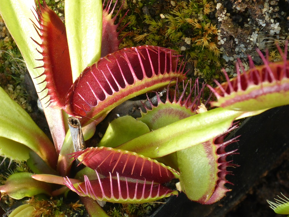 Les plantes carnivores