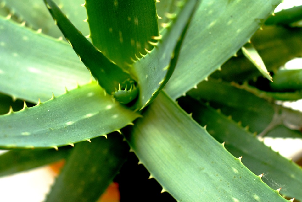Les plantes dépolluantes pour son intérieur