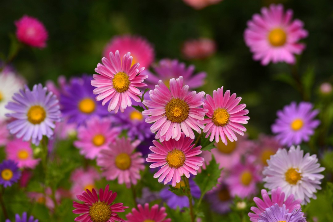 Les plantes faciles d'entretien