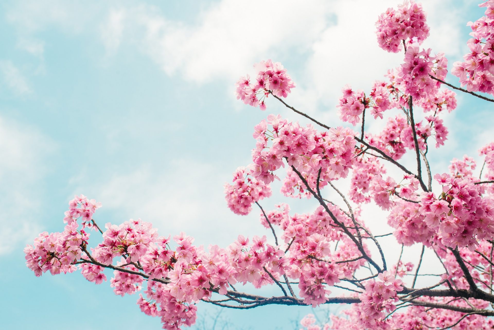 arbres à fleurs sakura