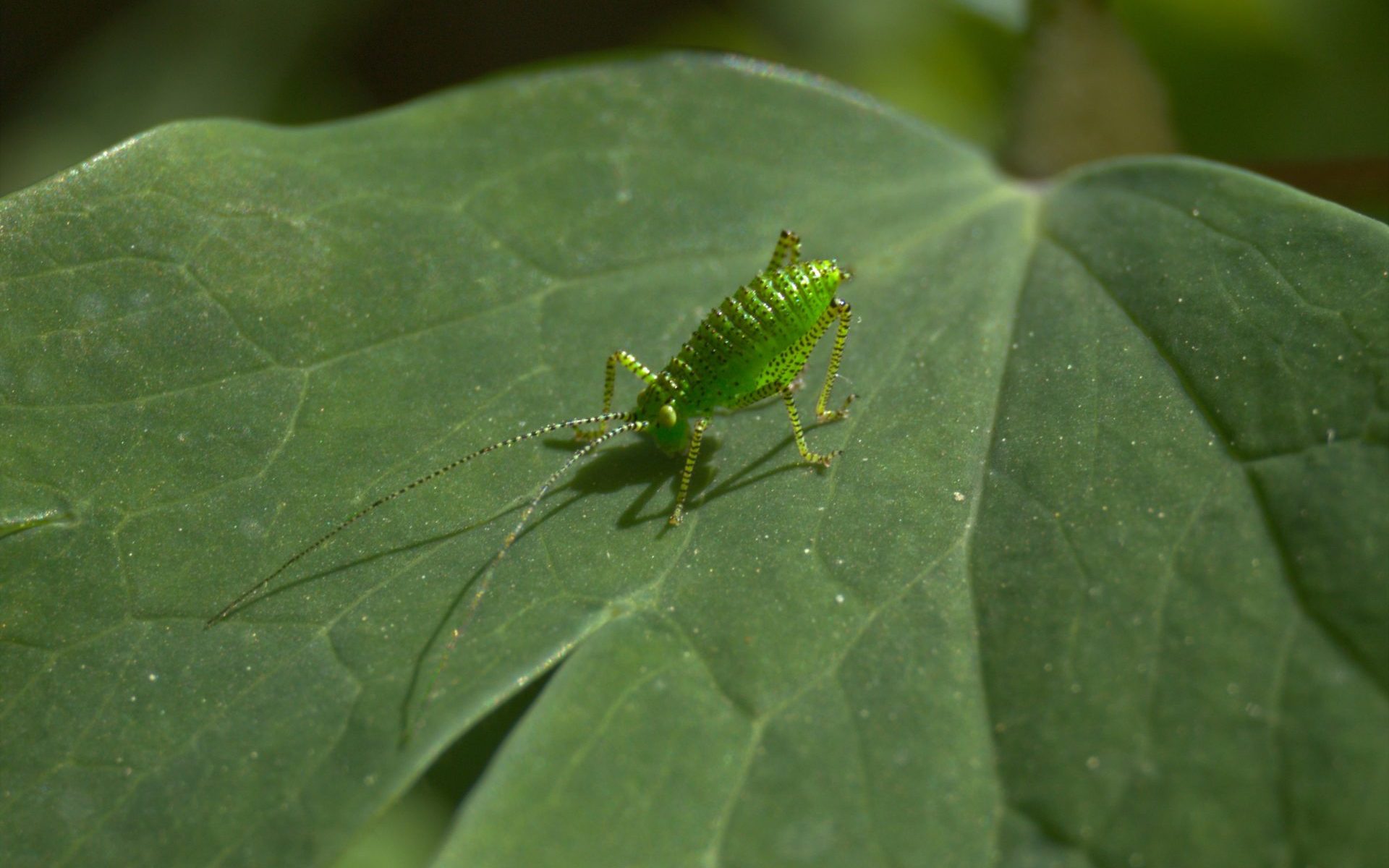 puceron sur une feuille