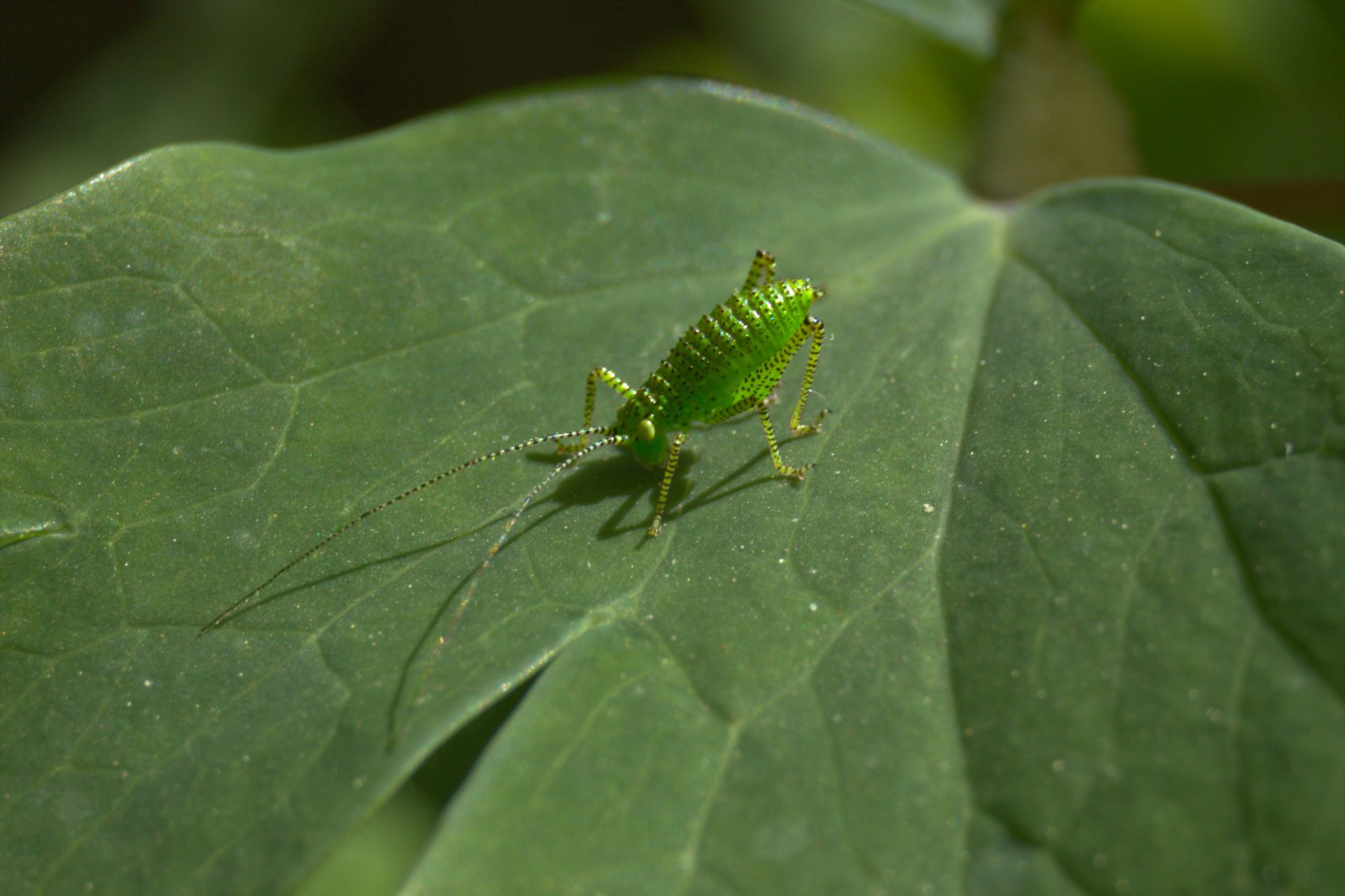 puceron sur une feuille